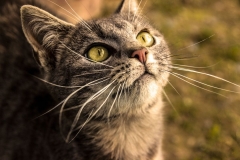 514780-cat-cat_eyes-animals